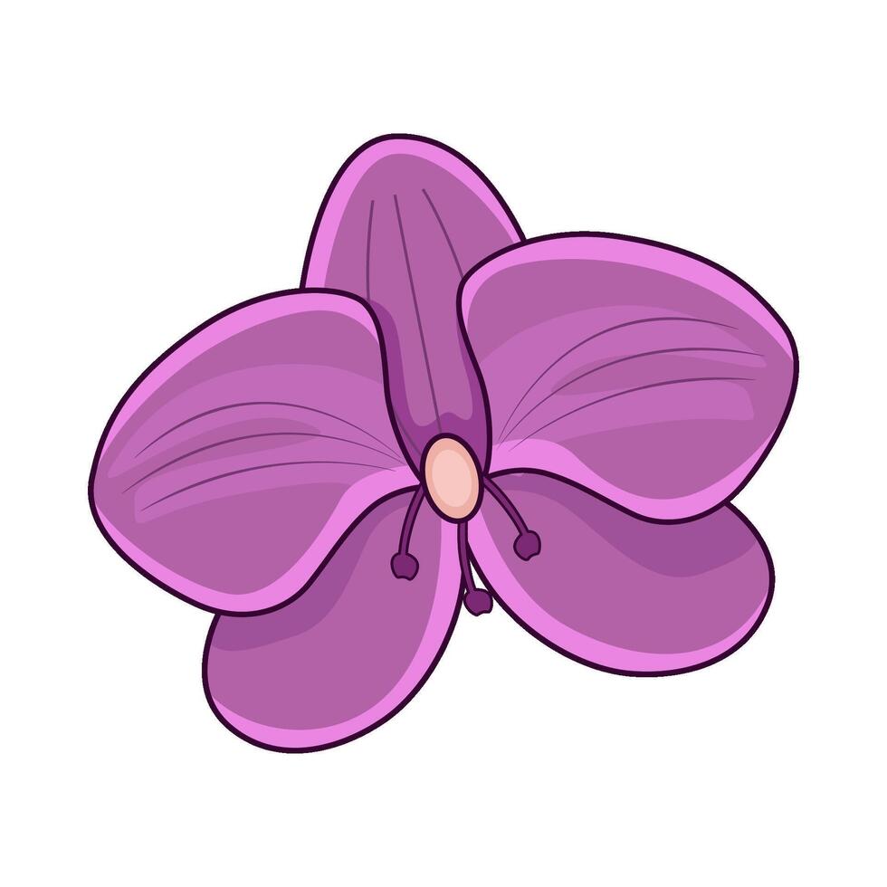 illustration of orchid vector