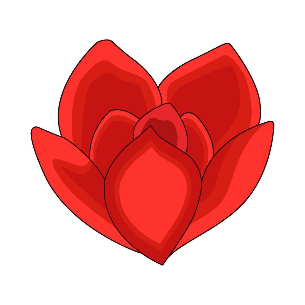 illustration of red tulip vector