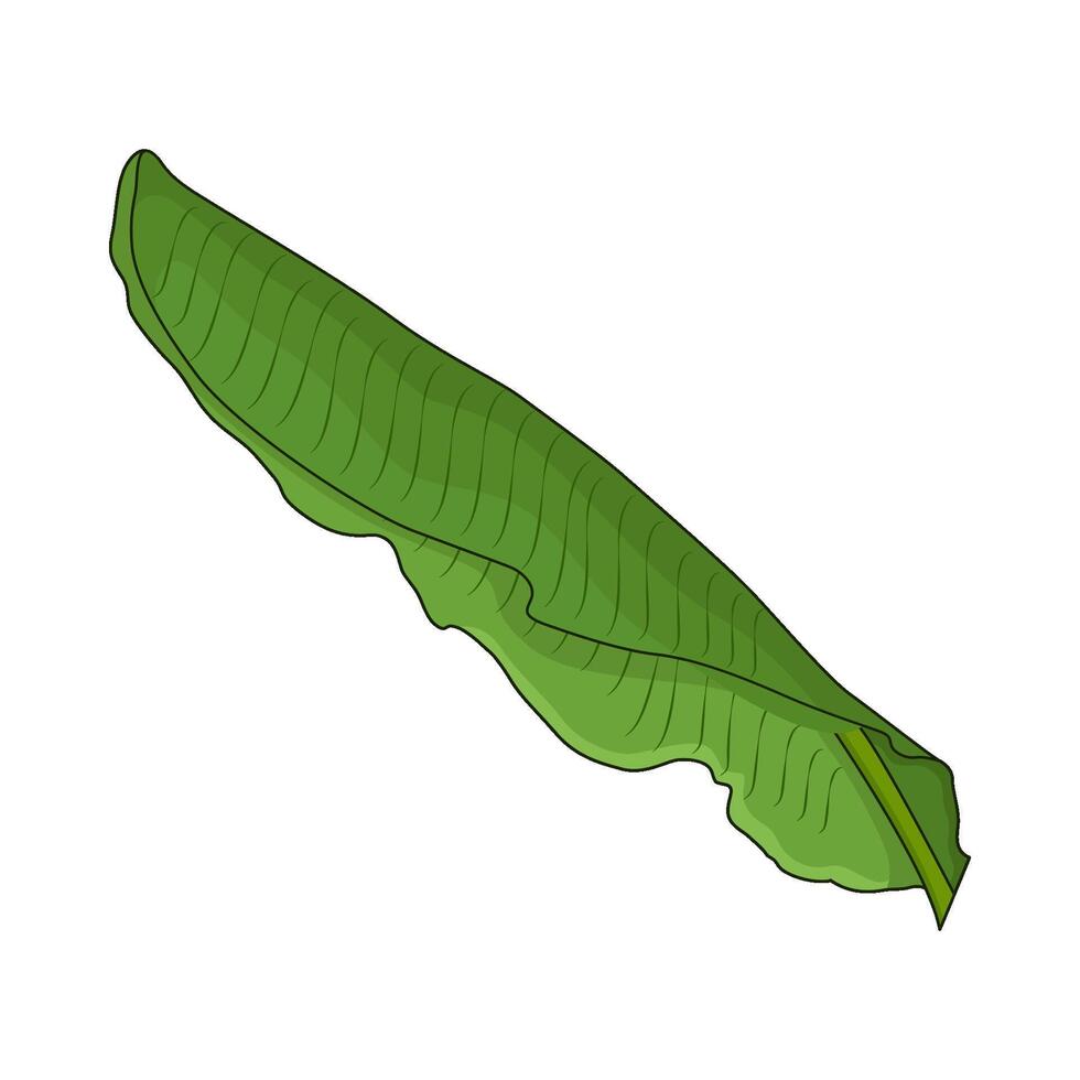 illustration of banana leaf vector
