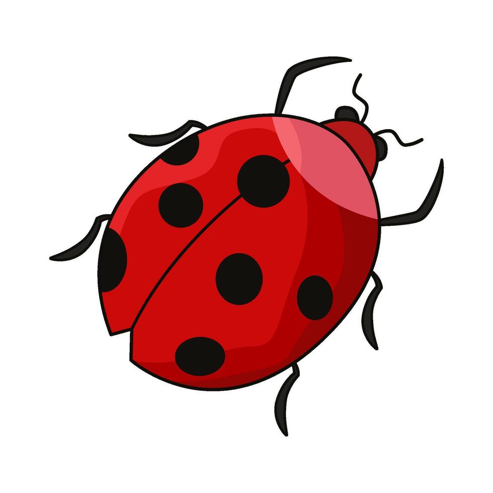illustration of ladybug vector