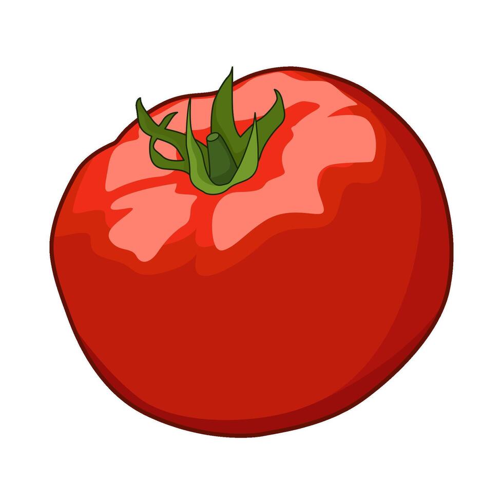 illustration of tomato vector