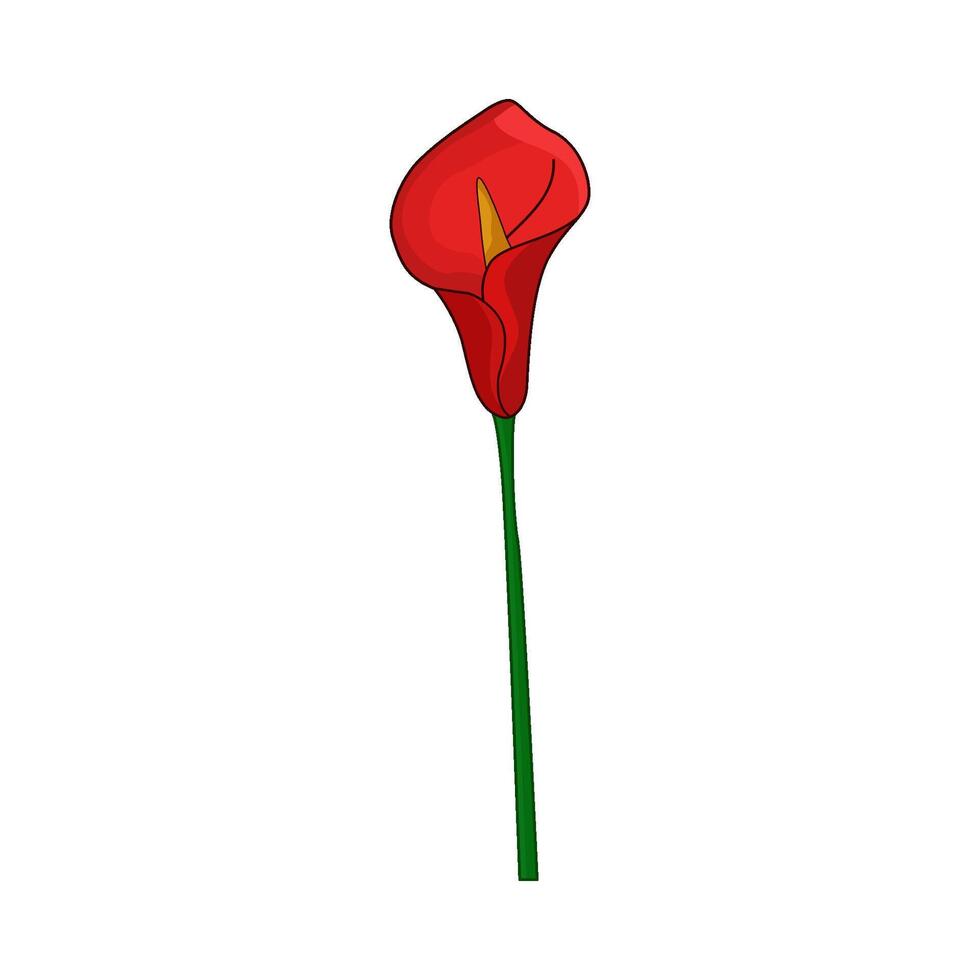 illustration of calla lily vector