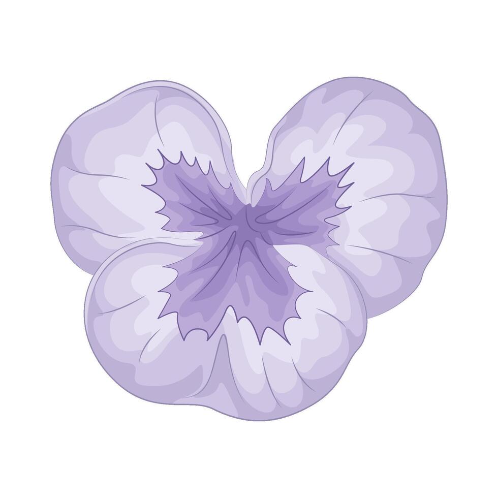 Illustration of pansy flower vector