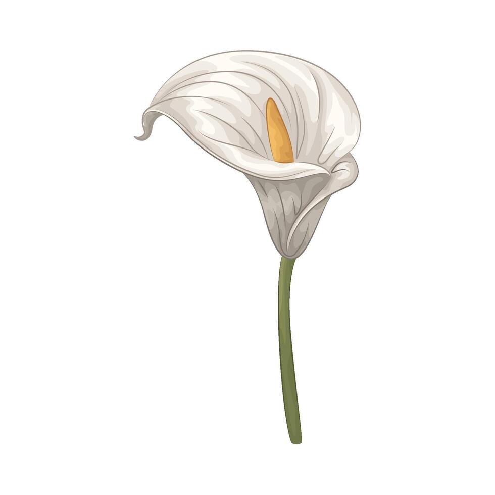 Illustration of calla lily vector