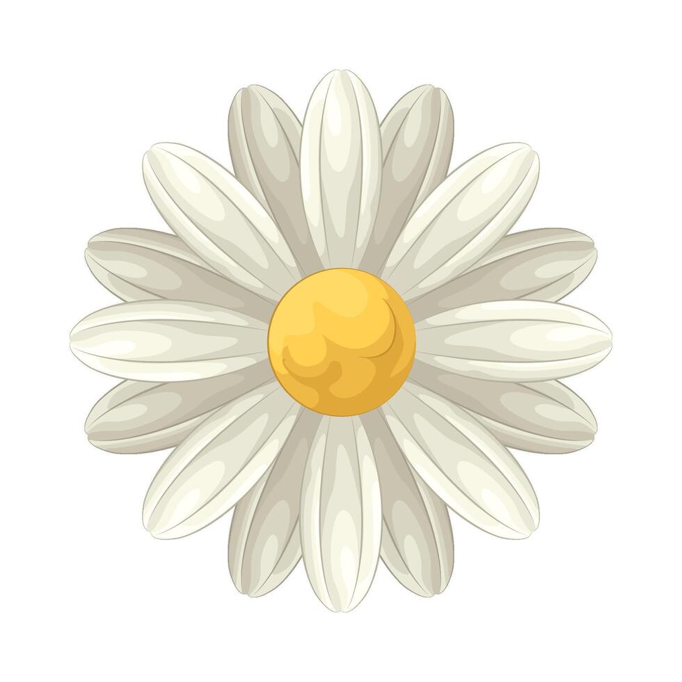 Illustration of daisy vector