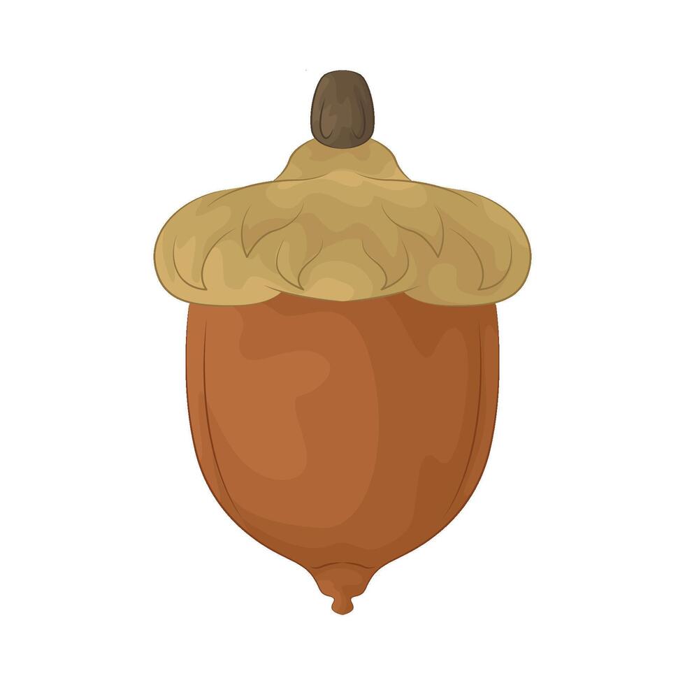 Illustration of acorn vector