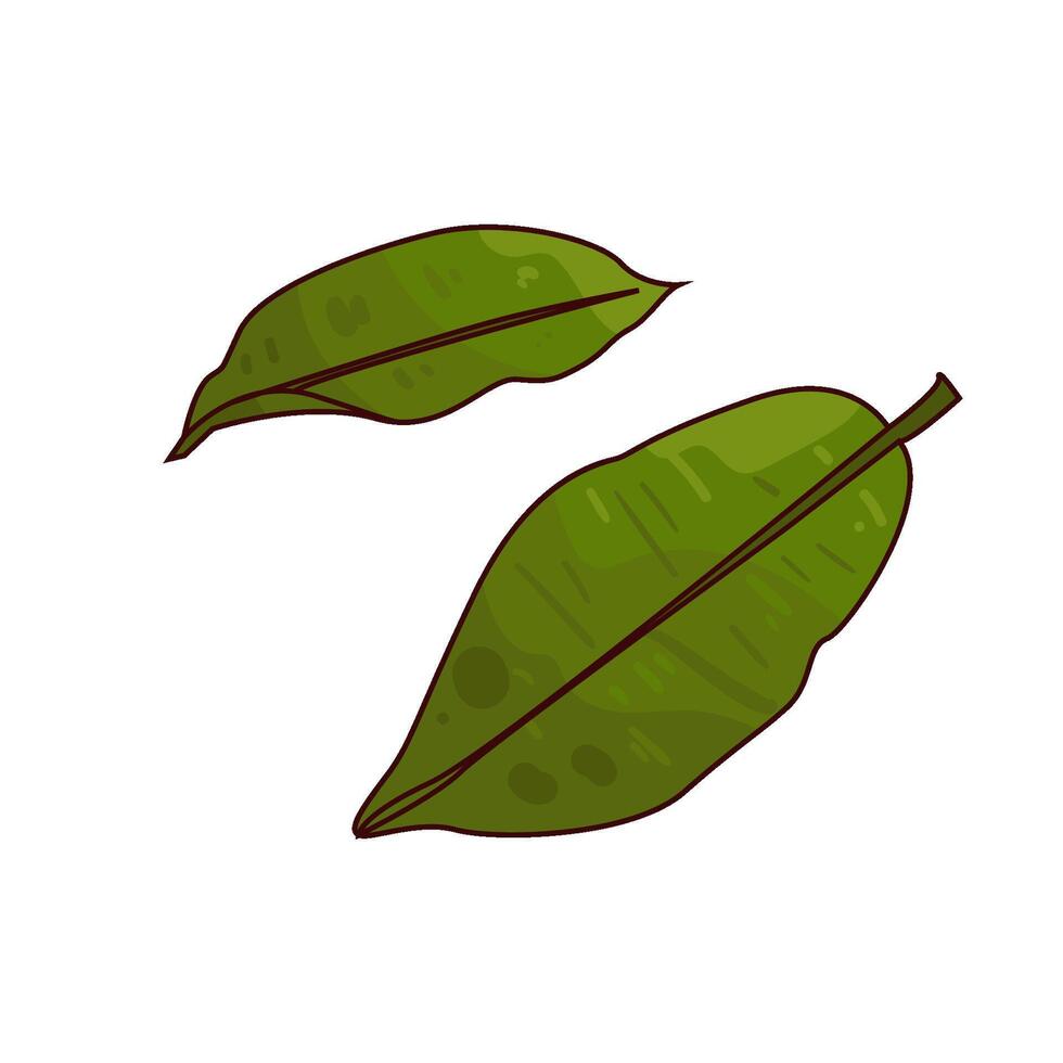 illustration of banana leaf vector