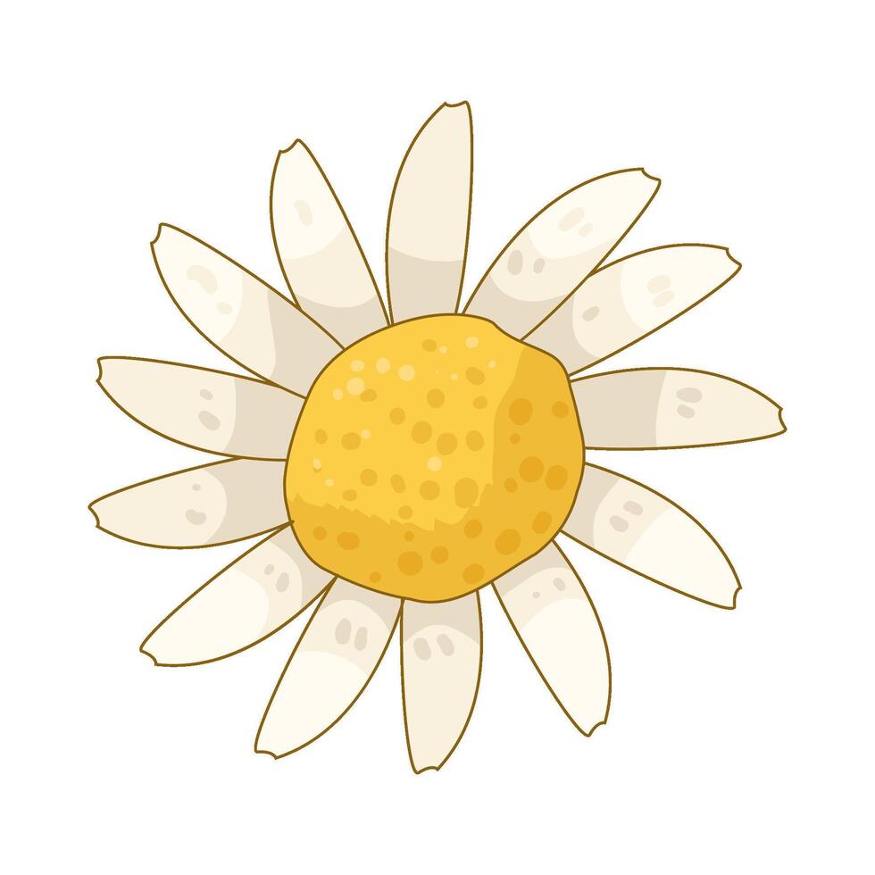 Illustration of daisy flower vector