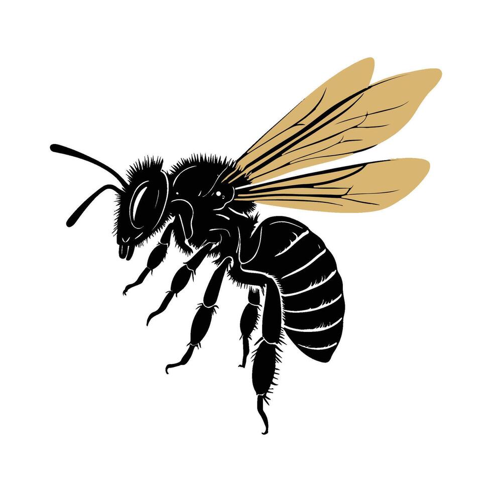 A black and gold bee on a white background vector