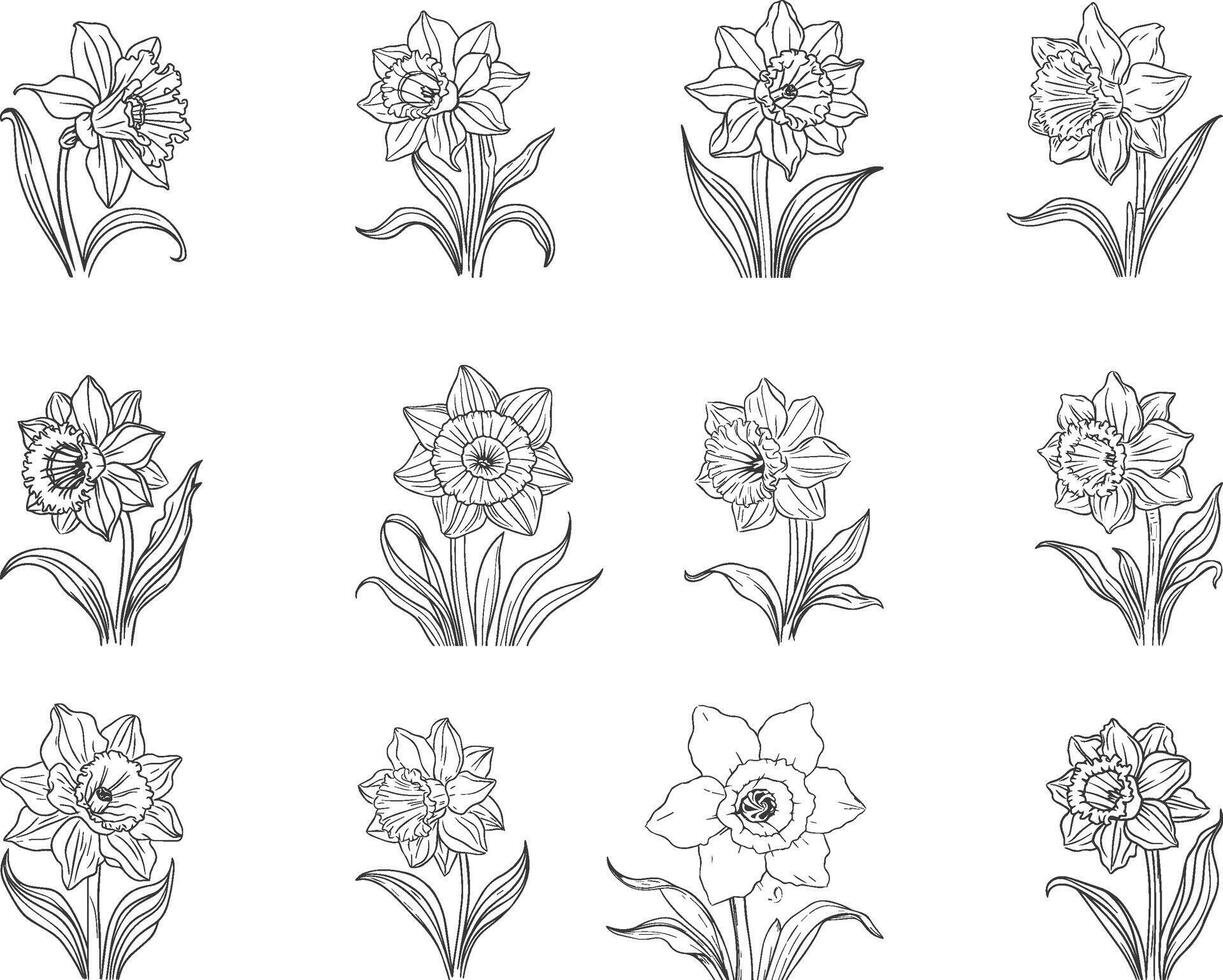 Customizable Daffodil Flower Outline Art on White Background vector