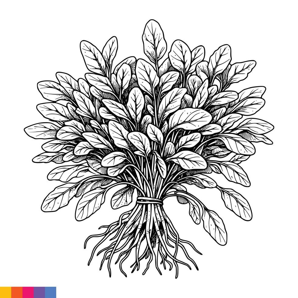 A drawing of a bunch of spinach vector