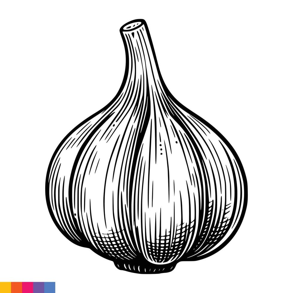A garlic bulb on a white background vector