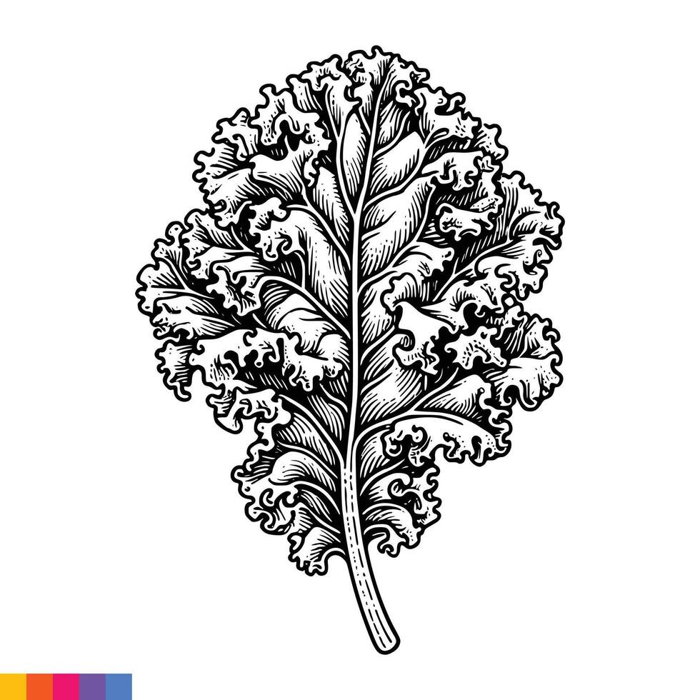 Coloring page of kale leaf vector