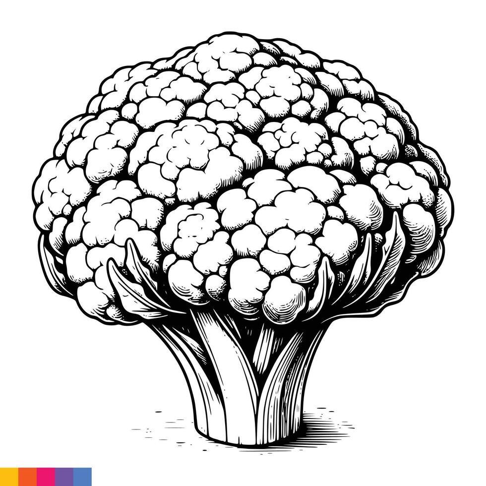 A drawing of a broccoli on a white background vector