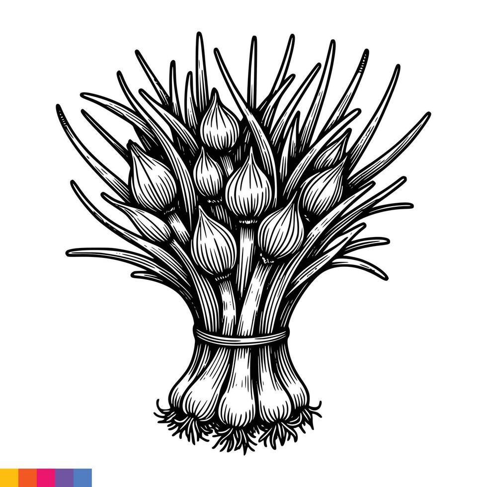 A bunch of garlic on a white background vector