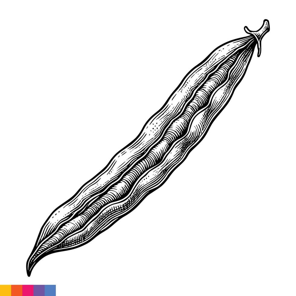 A drawing of a bean on a white background vector