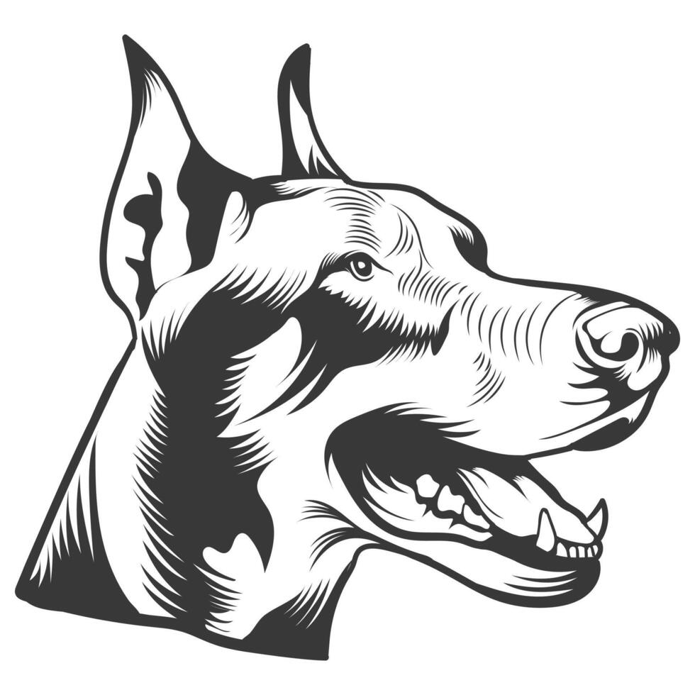 Dobermann Dog open mouth teeth angry look vector