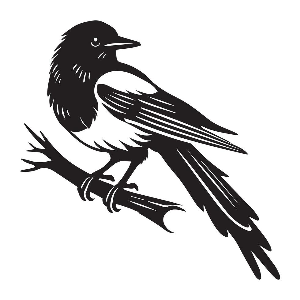 Black and white illustration of a magpie on a branch vector