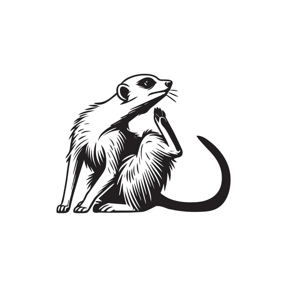 A black and white drawing of a meerkat vector