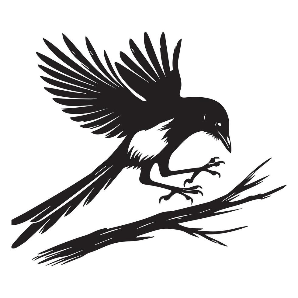 Black and white illustration of a magpie on a branch vector