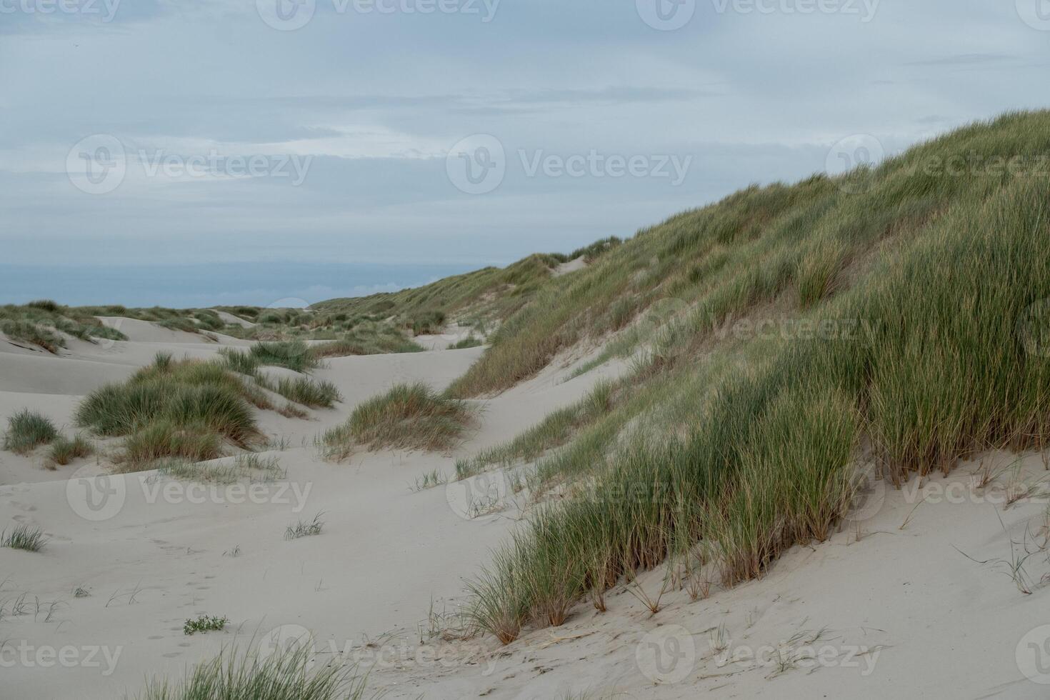 Beach grass on sand dunes photo