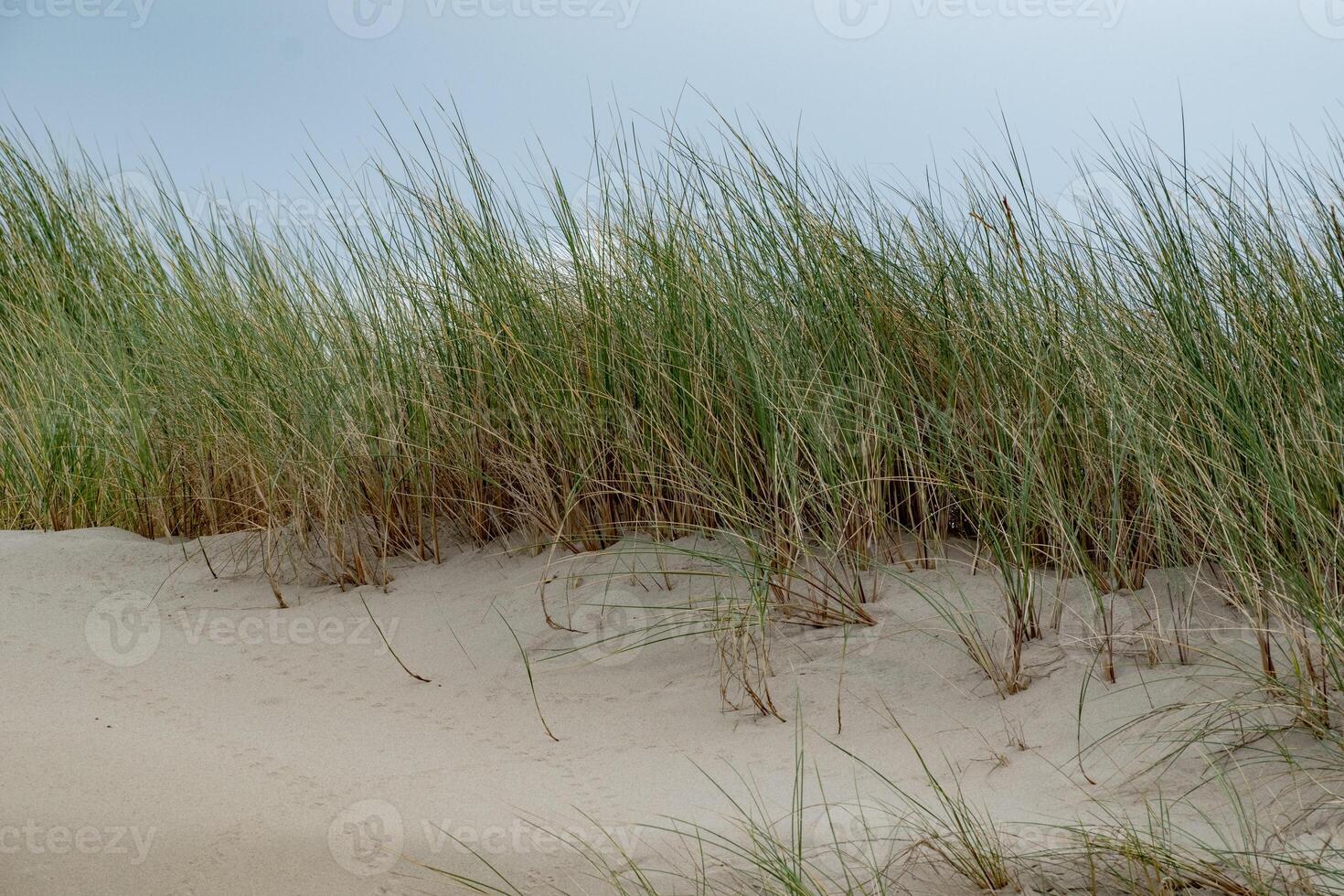 Beach grass on sand dunes photo