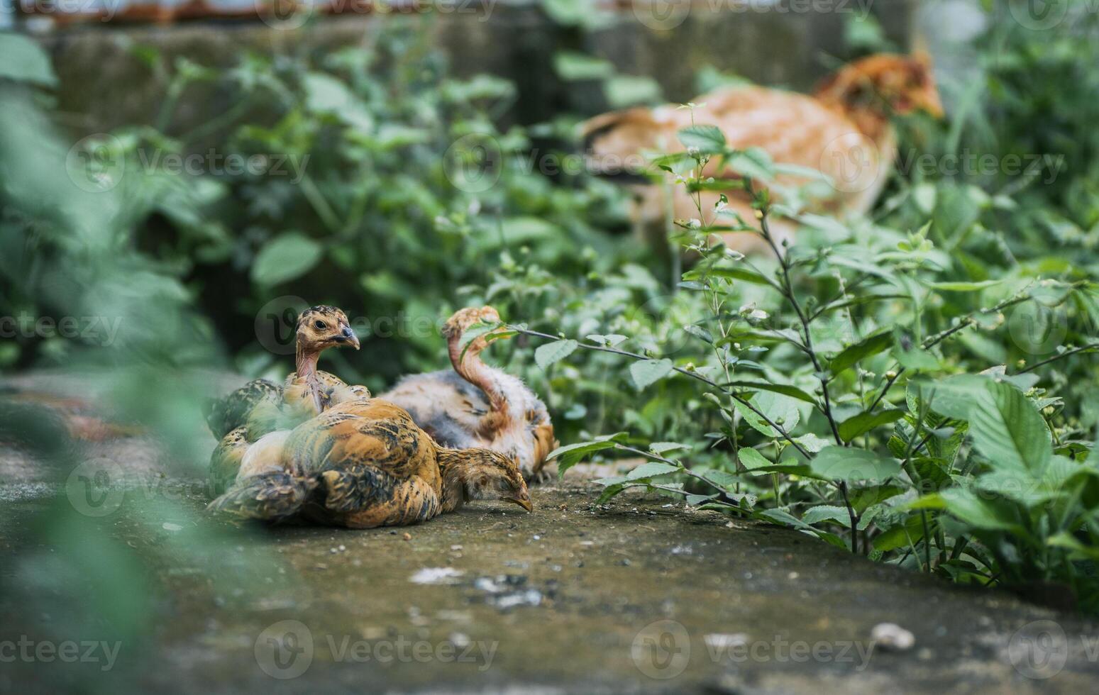 Group of chickens lying on the ground in the yard photo