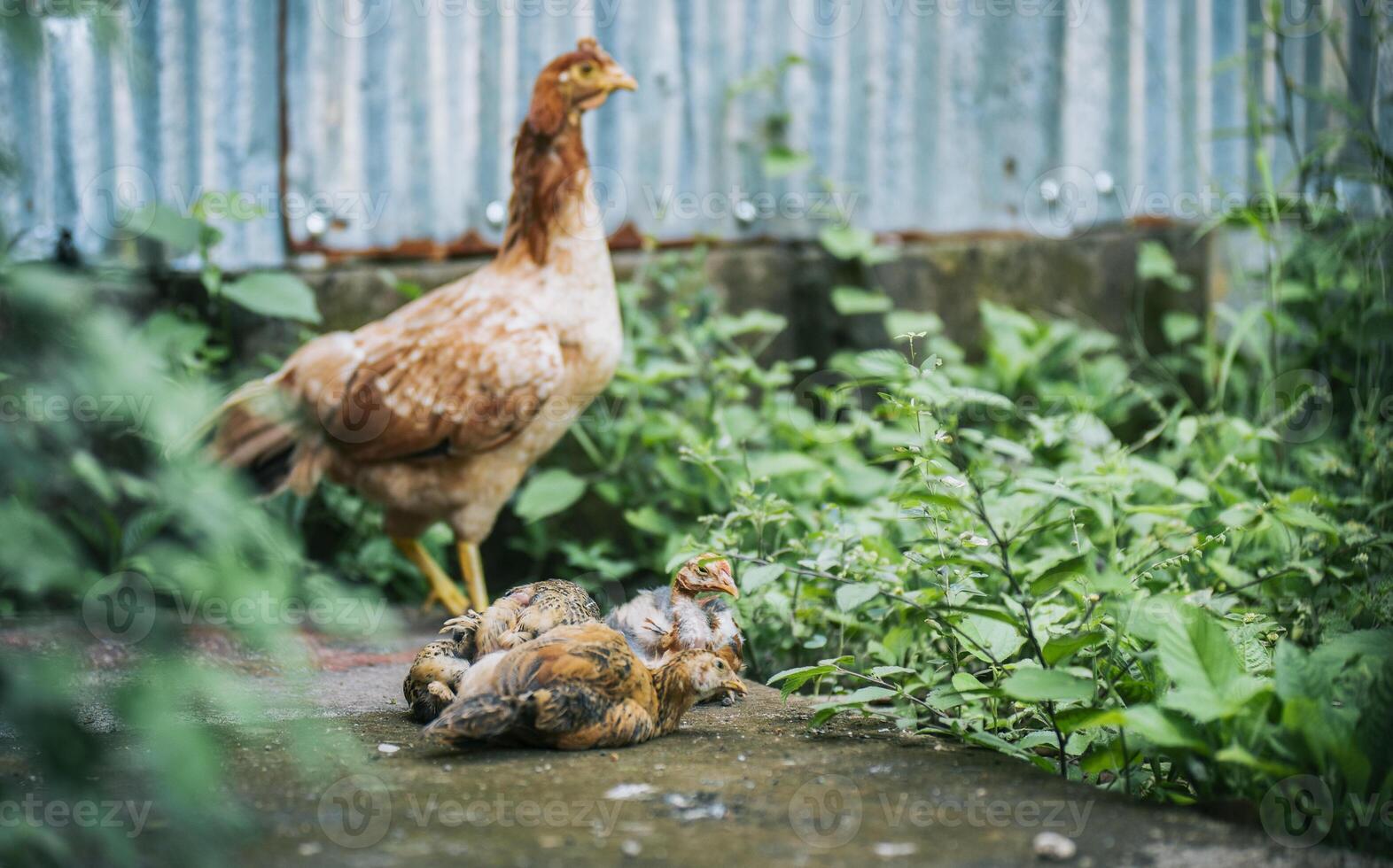 Chickens lying in the yard with their mother hen. Group of chickens lying on the ground in the yard photo