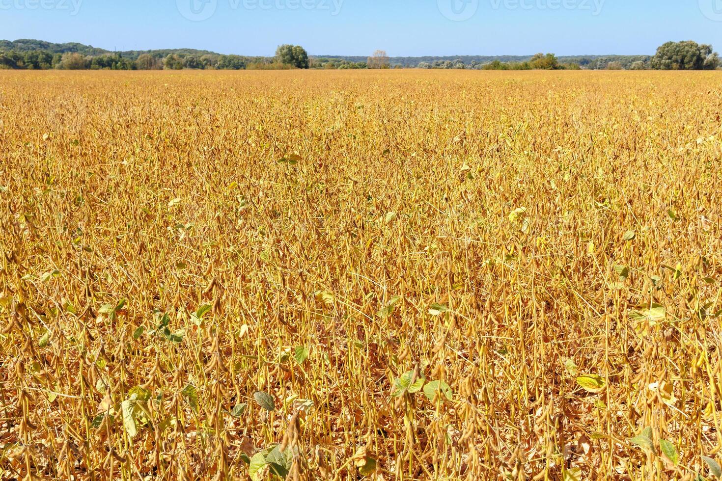 Ripe soybean fields and a beautiful blue sky. Yellow hairy soybean pods ripen in a soybean field. Soybean harvest in the field. The concept of a bountiful harvest. photo