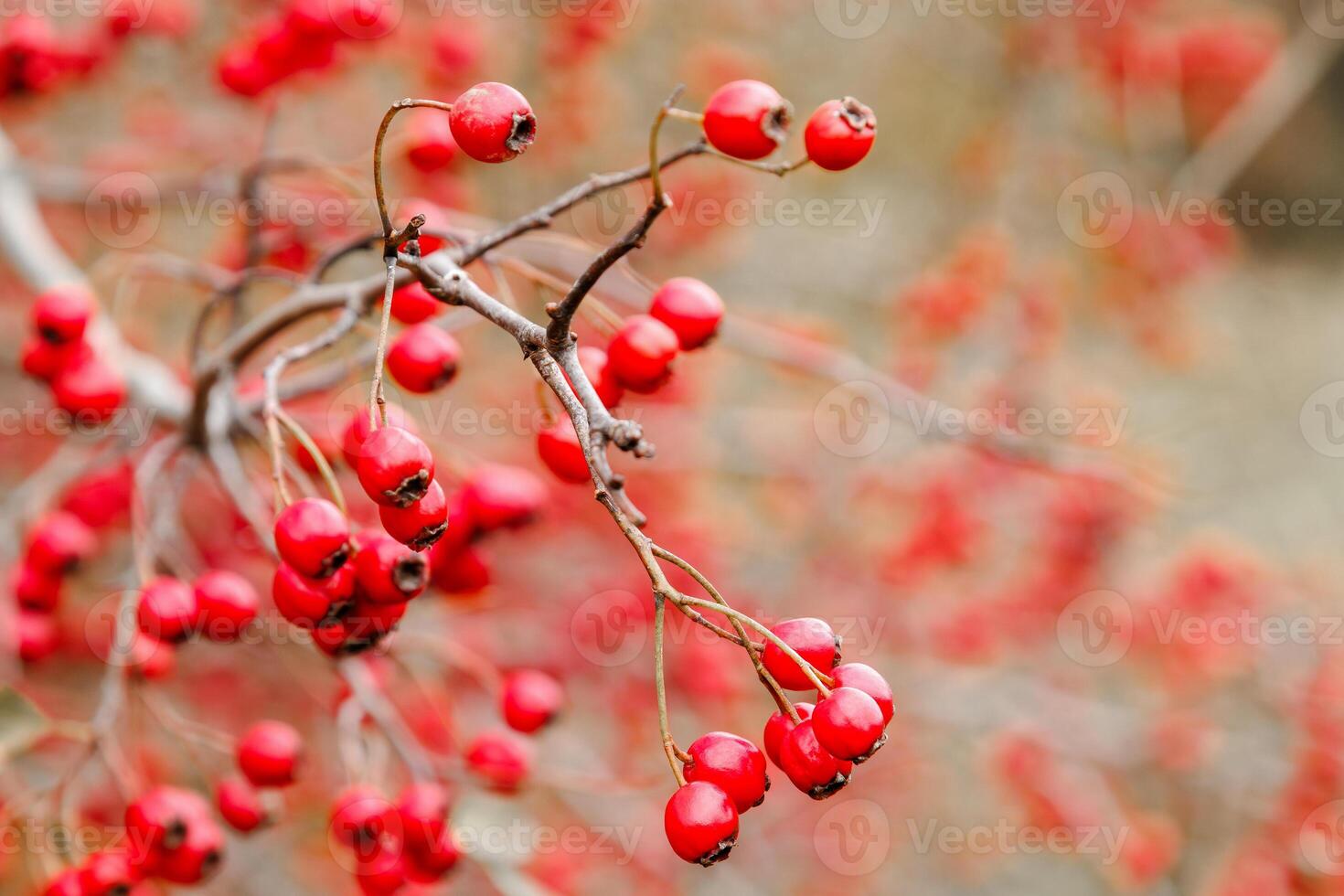 Red hawthorn berries growing on a bush in nature, autumn seasonal background. Crataegus monogyna. hawthorn. Branches with leaves and red berries in autumn photo