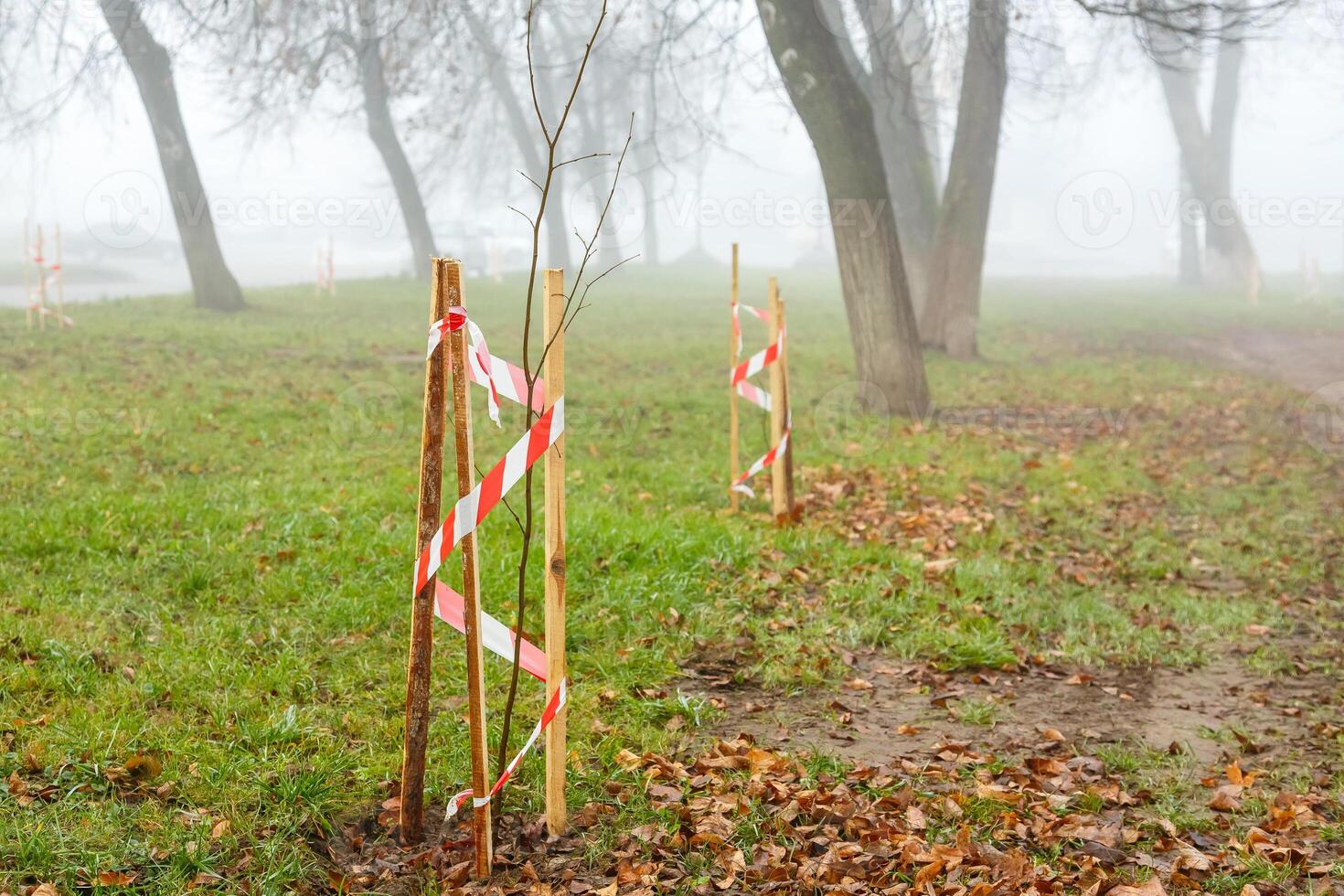 Young trees with a protective support in a park lane, each supported by wooden pegs for extra stability. The supports are used to help the trees grow straight and protect them from damage photo