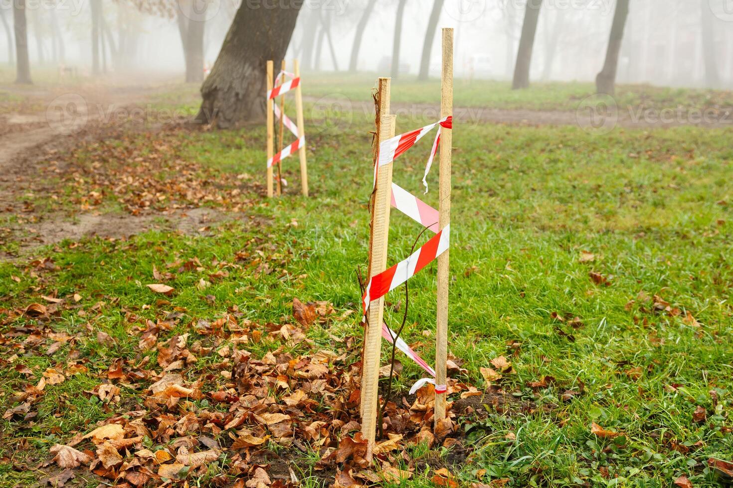 Young trees grow in the park. Newly planted trees in a row in a city park, nature ecology earth conservation concept. Young trees with a protective support photo