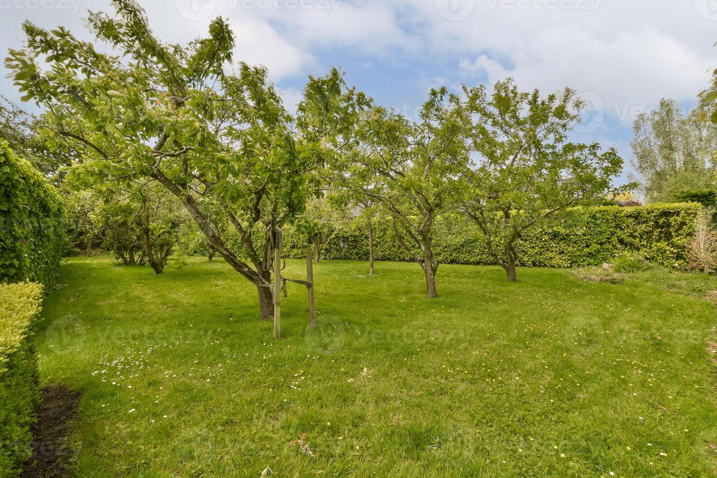 A grassy yard with trees and bushes photo