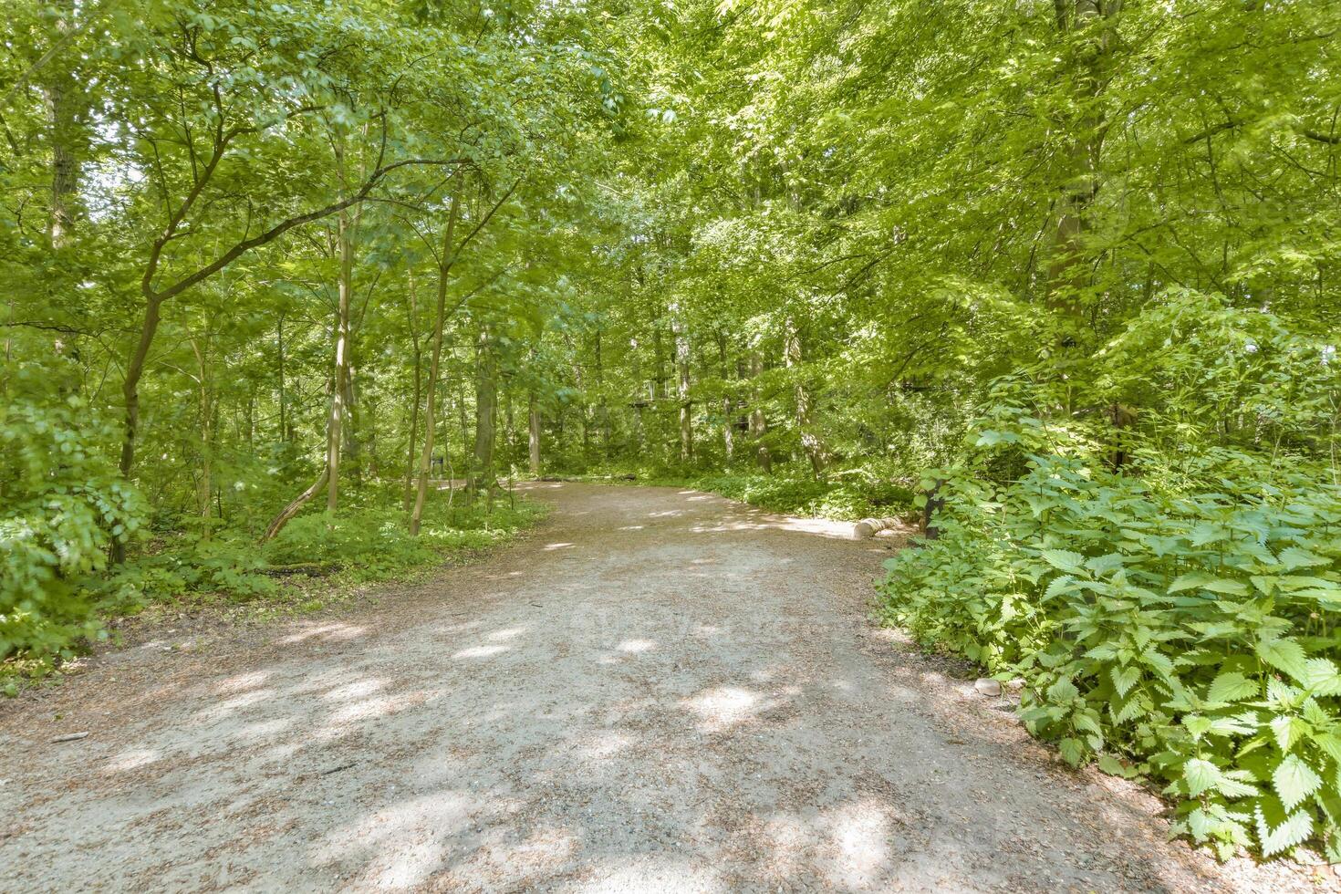 A dirt path surrounded by trees in the woods photo