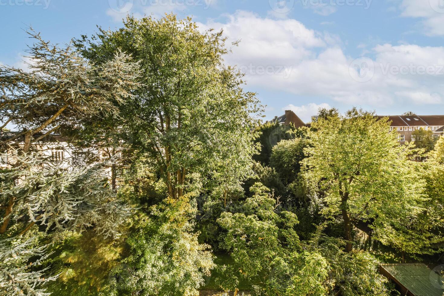 A view of a park with trees and buildings photo