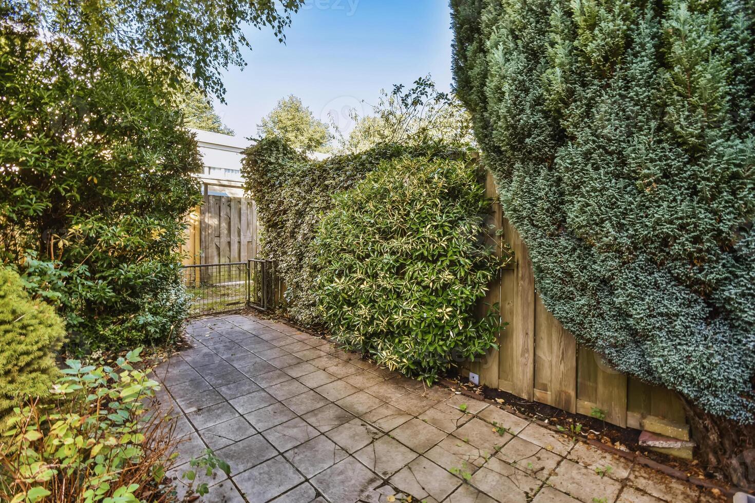 A small garden area with a tree and shrubs photo
