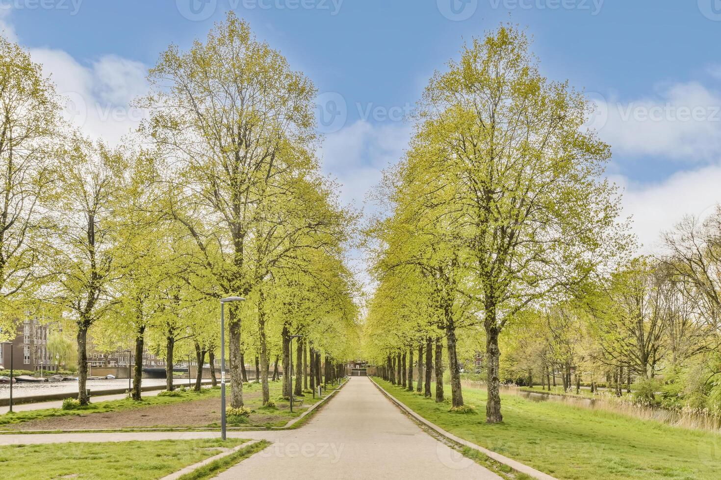 A paved path lined with trees and grass photo