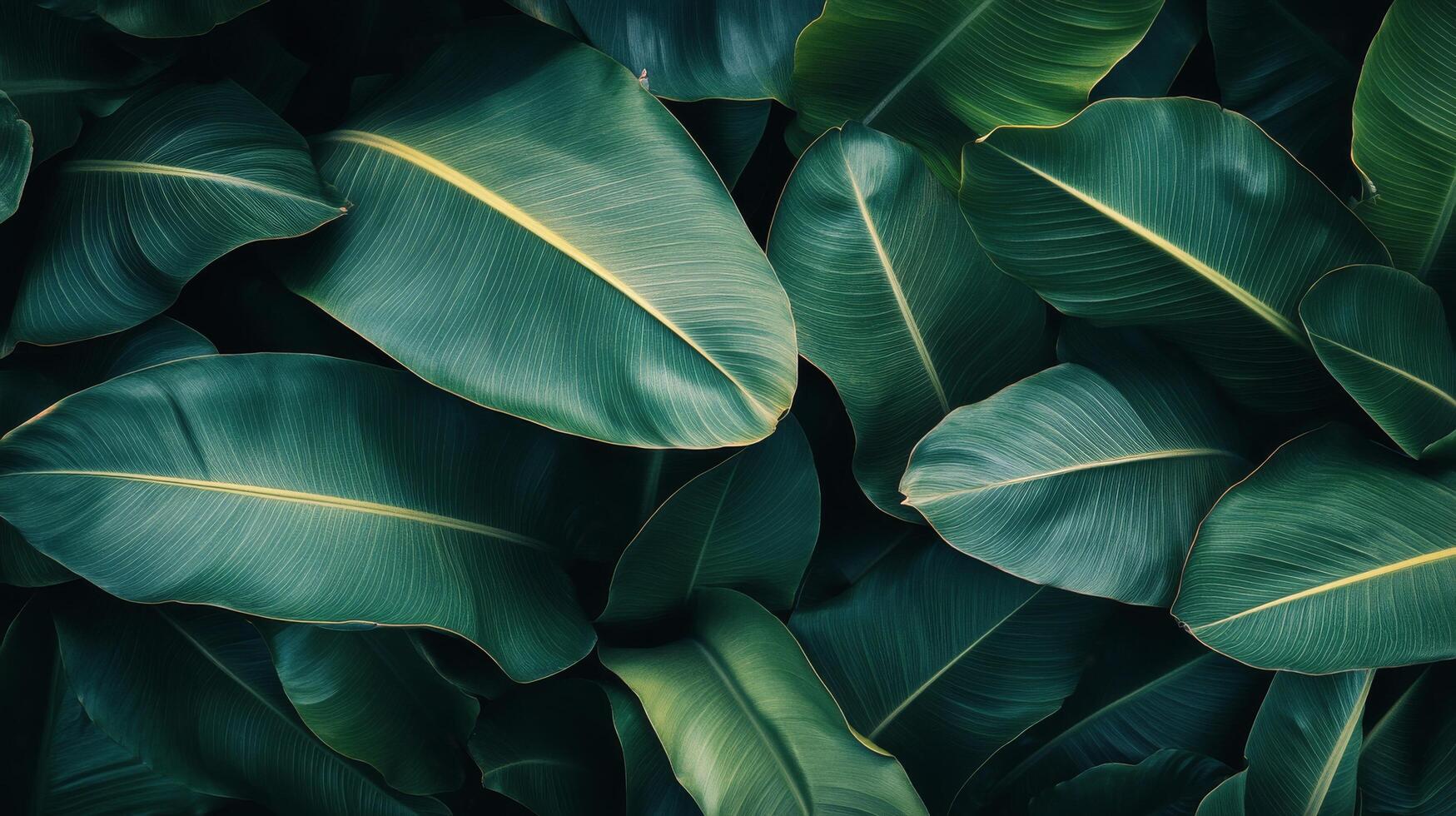 Lush green leaves with intricate patterns captured from above in a tropical setting photo
