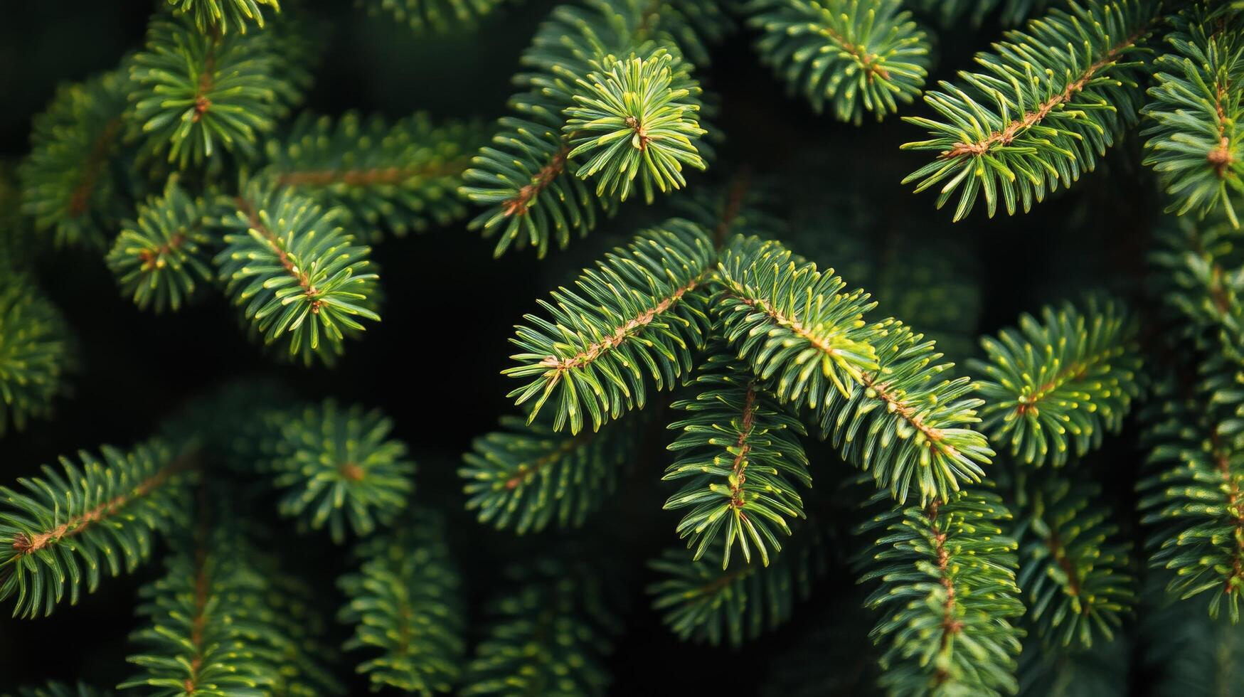 Close-up view of fresh green pine needles on branches during a sunny day in a forest photo