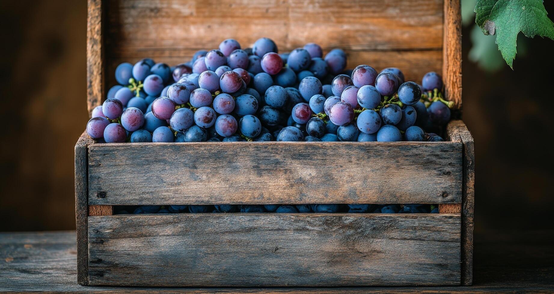 Freshly harvested purple grapes in a rustic wooden crate under natural light outdoors photo