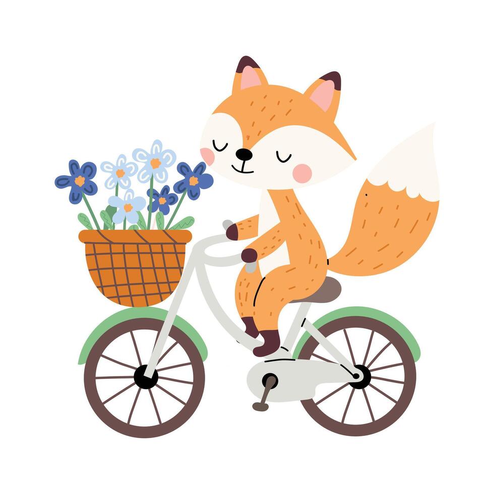 Cute fox riding a bicycle with flowers in the basket. Flat childish illustration isolated on white background. vector