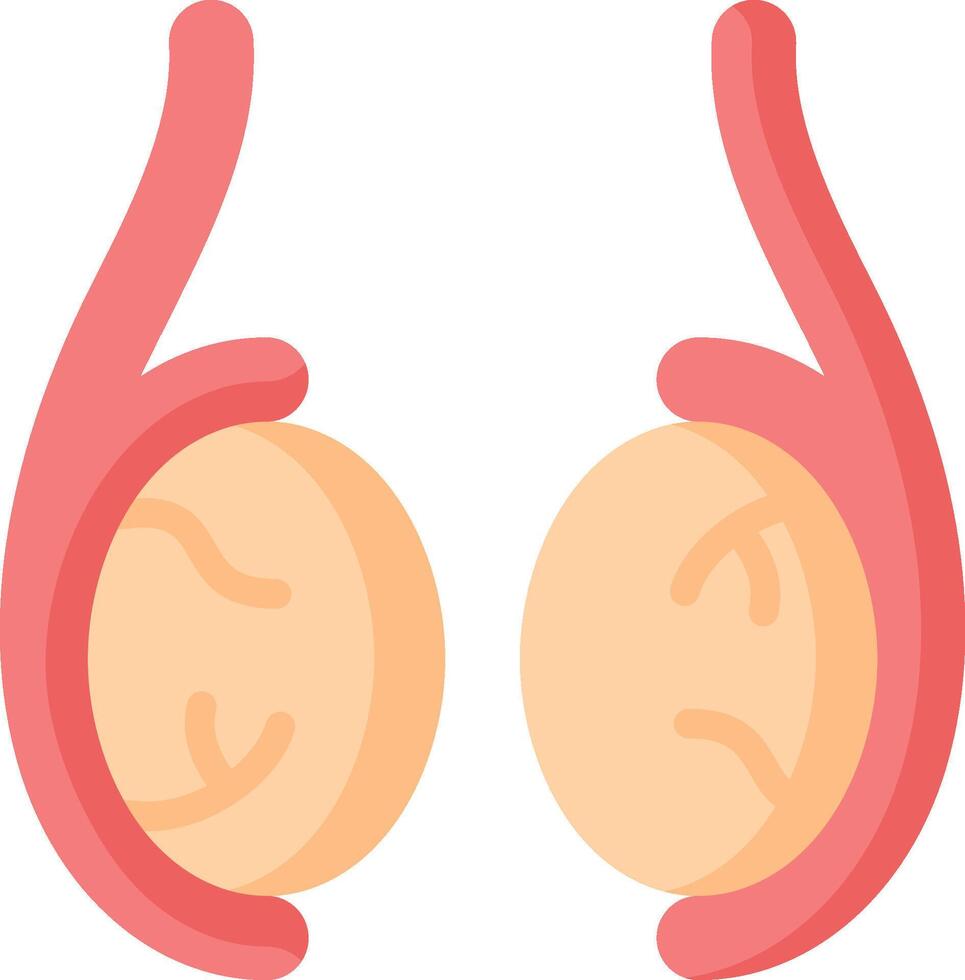 Two kidneys are shown in a flat style vector