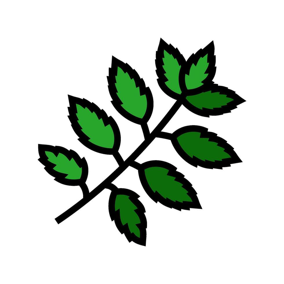 neem leaves ayurvedic herb color icon illustration vector