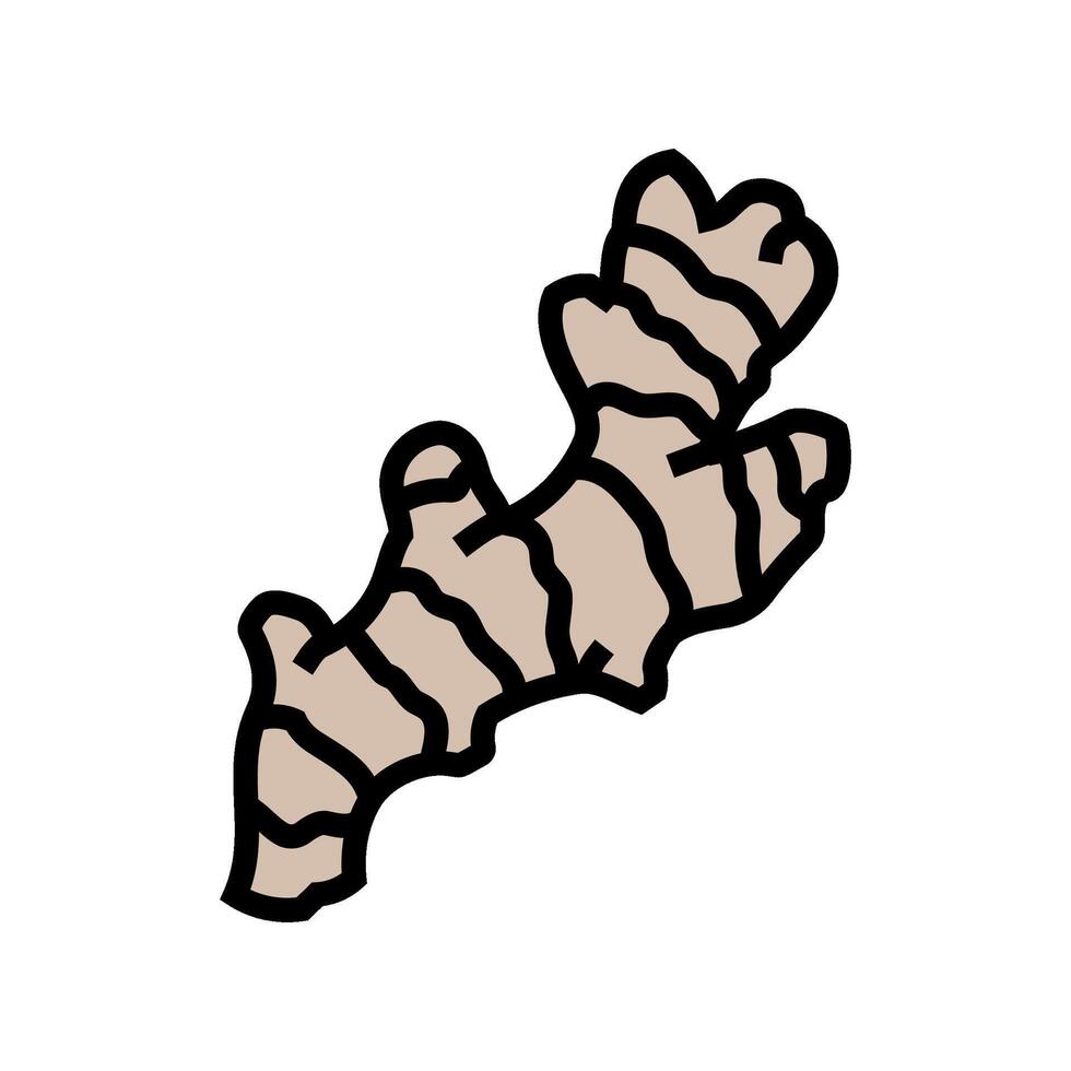 ginger root ayurvedic herb color icon illustration vector