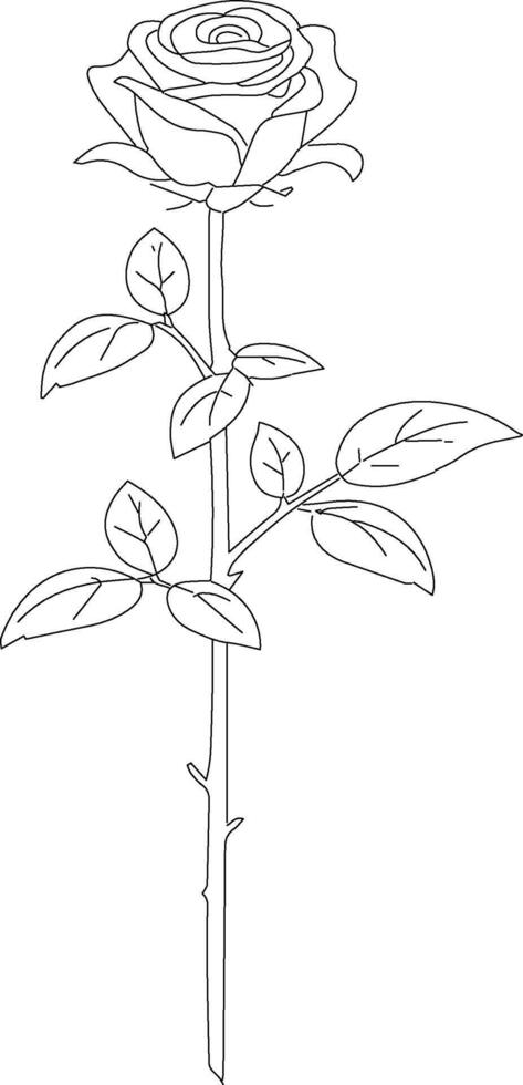 A rose is drawn in outline on a white background vector