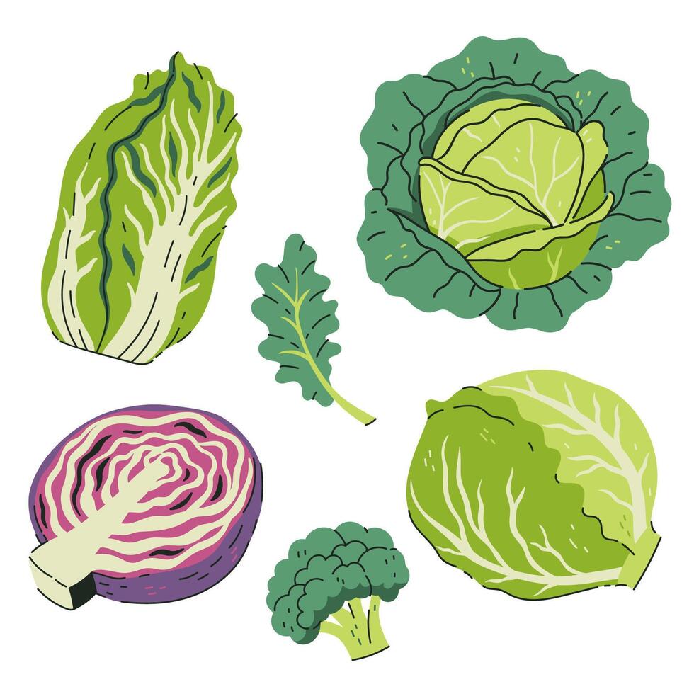 Set of different cabbage isolate on white background. graphics. vector