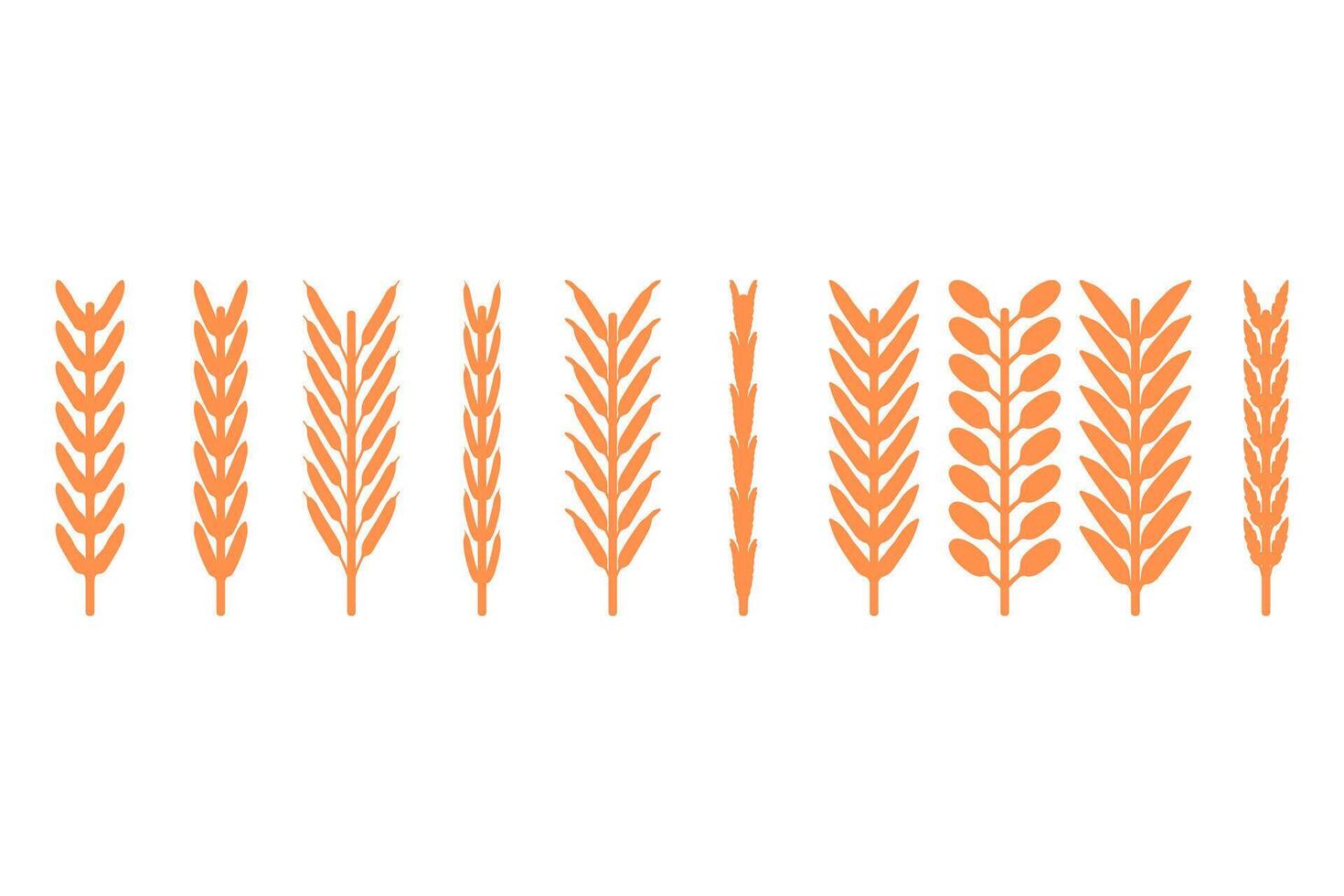 A set of wheat stalks on a white background vector