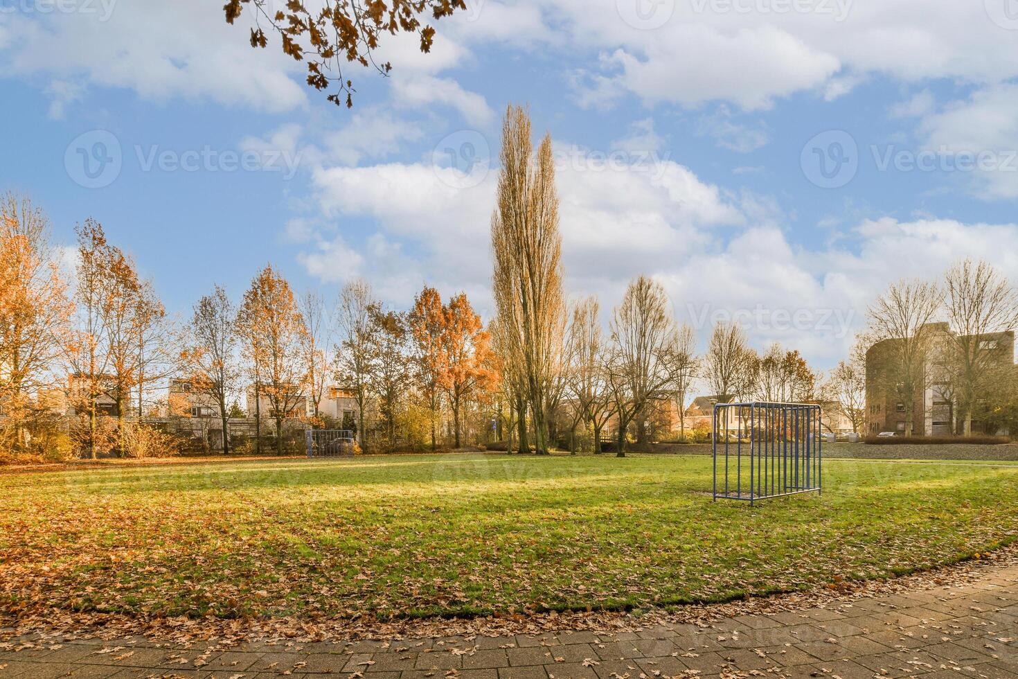 A park with a bench and a tree photo