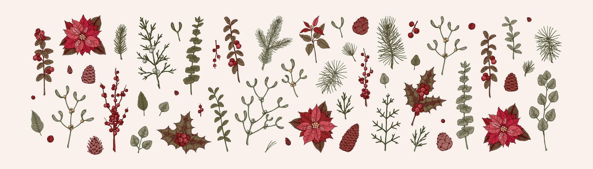Set of Merry Christmas snd Happy New Year floral decoration. Christmas tree branches, mistletoe, poinsettia flower, eucalyptus in sketch style. Design for greeting cards, certificates, invitation vector