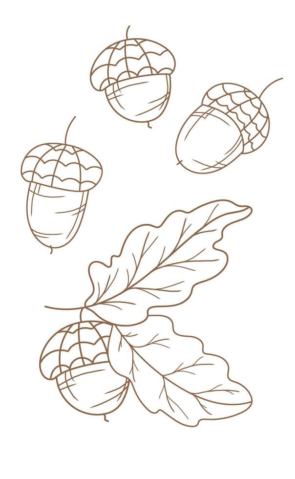 Acorns outline illustration isolated on white. Fall Foliage Line Art Illustration, Outline Leaves Hand Drawn Illustration. Fall Coloring Page with Acorns. Fall concept. Thanksgiving graphics vector